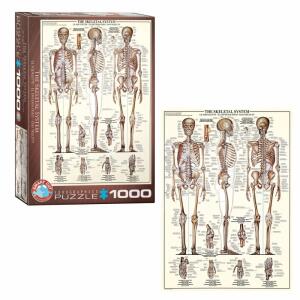 Puzzle Das Skelett