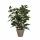Kunstpflanze Ficus im