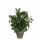 Kunstpflanze Syngonium