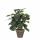 Kunstpflanze Pilea im
