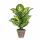 Künstliche Dieffenbachia