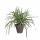 Kunstpflanze Dracena im