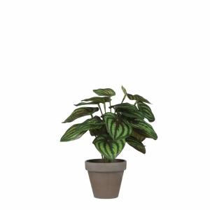 Kunstpflanze Peperomia