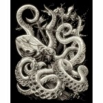 Kratzbild Oktopus