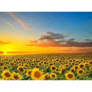 Diamond Painting  Sonnenblumenfeld 40x30cm, Inhalt: farbig sortierte Steine, eine Schale,, Stift, Wachs,, ab 5 Jahren