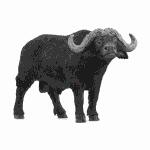 schleich Wild Life  Kaffernbüffel 7cm, schleich