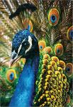 Interdruk Puzzle 250 Teile Bunte Natur 1 Pfau