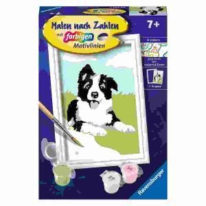 Malen nach Zahlen Serie F  Border Collie Welpe, mit farbigen Motivlinien,, inklusive Pinsel und 6 Acrylfarben, ab 7 Jahren,, Ravensburger RAVENSBURGER