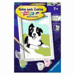 Malen nach Zahlen Serie F  Border Collie Welpe, mit...