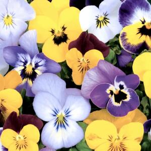 Servietten 33x33cm  Pansies FSC-Mix, Paper+Design
