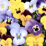 Servietten 33x33cm  Pansies FSC-Mix, Paper+Design