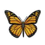 Roth Bügelbild Stickerei mit Druck, Schmetterling, 12cmx16cm