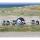 HQ Windspiel Bouncing Birdeez Penguin 100 cm