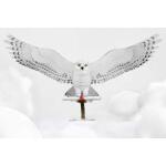 Metal Earth Harry Potter Hedwig