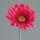 Kunstblume Gerbera 56cm fuchsia Stängel