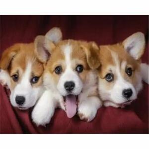 PRACHT Diamond Painting Hundebabys 40x30cm