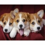 PRACHT Diamond Painting Hundebabys 40x30cm