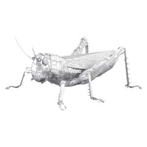 Metal Earth Bug Coll Grasshopper