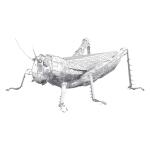 Metal Earth Bug Coll Grasshopper