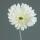 Kunstblume Gerbera cream 56cm