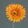 Kunstblume Gerbera orange 56cm
