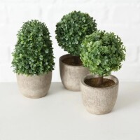 BOLTZE Topfpflanze 14cm 3fach sortiert