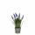 Kunstblume Traubenhyazinthe im Topf blau 27x8,5cm