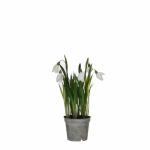 Kunstblume Schneeglöckchen im Topf weiss 24x8,5cm