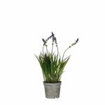 Kunstblume Lavendel im Topf violett 30x8,5cm