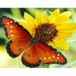 PRACHT Diamond Painting Schmetterling 40x30cm