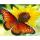 PRACHT Diamond Painting Schmetterling 40x30cm
