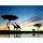 PRACHT Diamond Painting Afrika 50x40cm