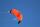 Elliot Drachen Spiderkites Amigo 2.05 205 x 69 orange rtf