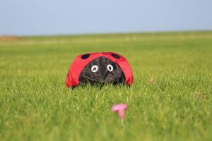 Elliot Drachen Spiderkites Ladybug Windsack