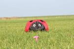 Elliot Drachen Spiderkites Ladybug Windsack
