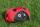 Elliot Drachen Spiderkites Ladybug Windsack