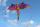 Elliot Drachen WindNSun 3D Drache Giant Polyestertuch Druck
