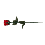 OOTB Rote Rose mit farbwechselnder LED (inkl. Batterie)