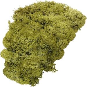 KNORR PRANDELL 216694420 Islandmoos Naturmoos gefärbt lindgrün