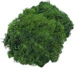 KNORR PRANDELL 216694462 Islandmoos Naturmoos...