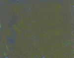 WACO 219004610 Acrylmattfarbe FIN ocker