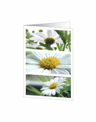 SIGEL DC171 Motiv-Karten - Romance - grün - A6 - 25 Karten
