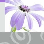 SIGEL DC174 Motiv-Karten - Emotion - violett - A6 - 25...