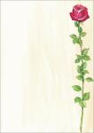 SIGEL Motiv-Papier - Rose - rot/grün/orange - 90...