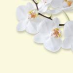 SIGEL DP904 Motiv-Papier - Orchidee - gelb - 90 g/m²...