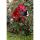 HQ Windspiel Paradise Critter Ladybug