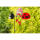 HQ Windspiel Paradise Critter Ladybug