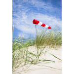 HQ Windspiel Windsock Airport 100 cm