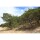 Invento just play Slackline Invento just play, 15 m