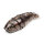 Hexbug Mechanical Robotic Creatures  Larva